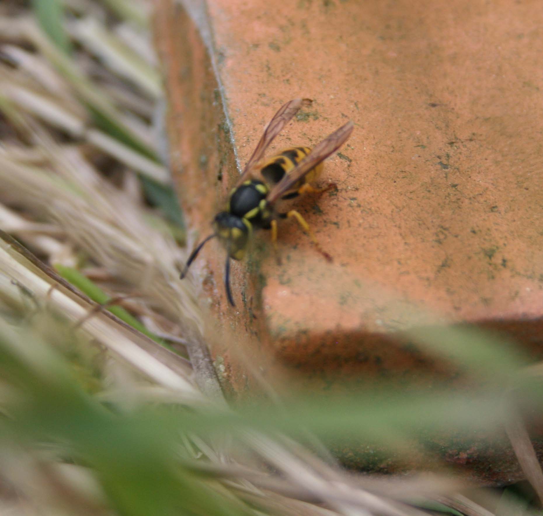 wasps-attacking-bees 070a.jpg
